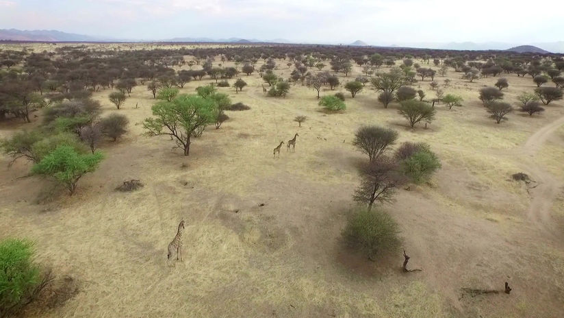 Giraffe Drone Shots